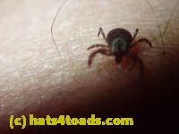 /home//u458753944/public_html/sourcegallery///////////Insects and small critters/other arthopods/P5090287.JPG